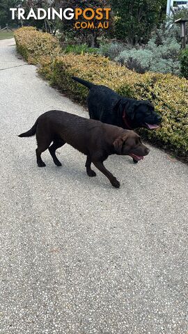 Black Labrador puppies