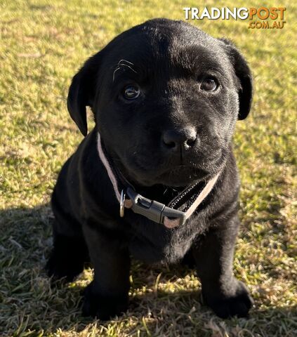 Black Labrador puppies