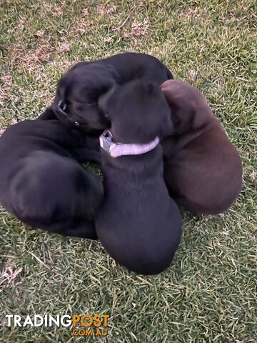 Black Labrador puppies