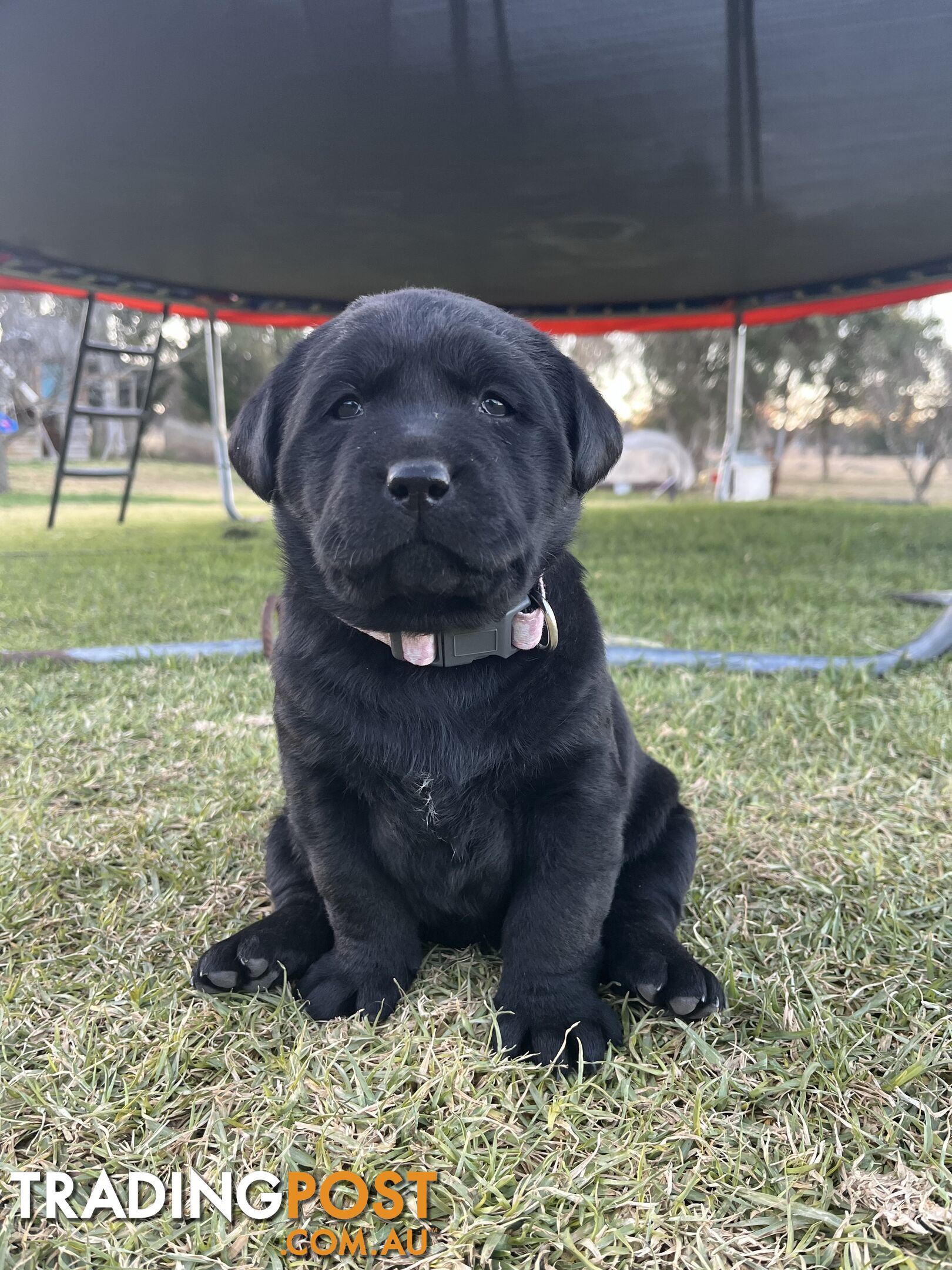 Black Labrador puppies