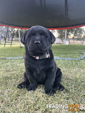 Black Labrador puppies