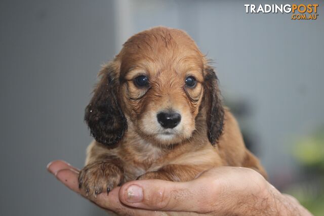 Purebred long hair and short hair mini dachshunds