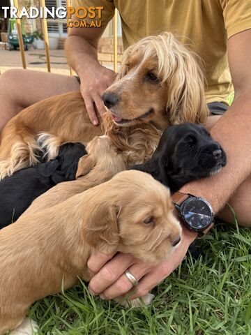 Cocker Spaniel Puppies FOR SALE