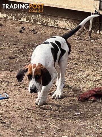 English Foxhound Pups, 4 months old