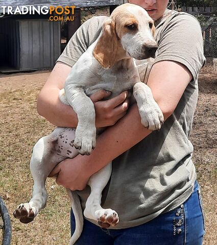 Foxhound Pups Ready now