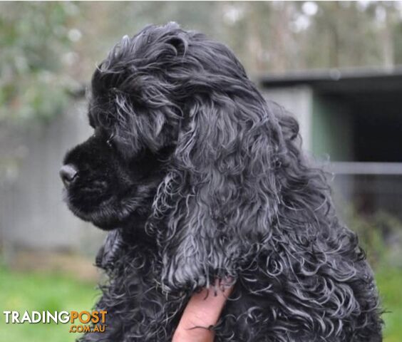 Cockerspaniel pup
