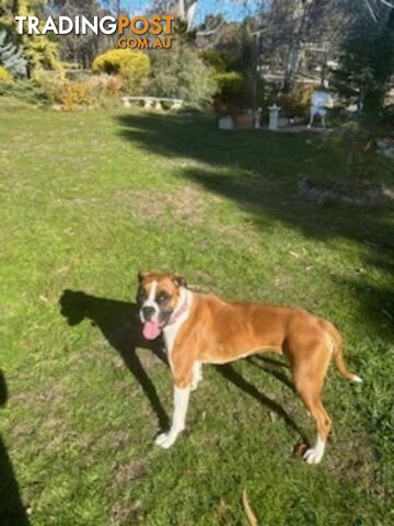 Boxer, Female, 1 Year Old