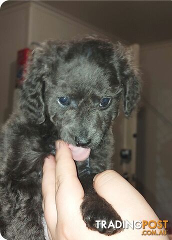 Purebred toy poodles