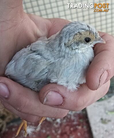 3 X Juvenile Silver Quails