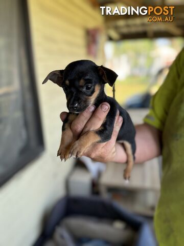 Chihuahua Puppies