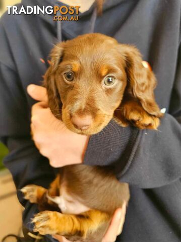 Gorgeous miniature dachshunds
