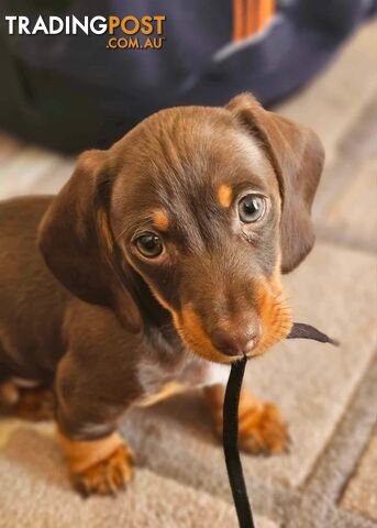 Gorgeous miniature dachshunds