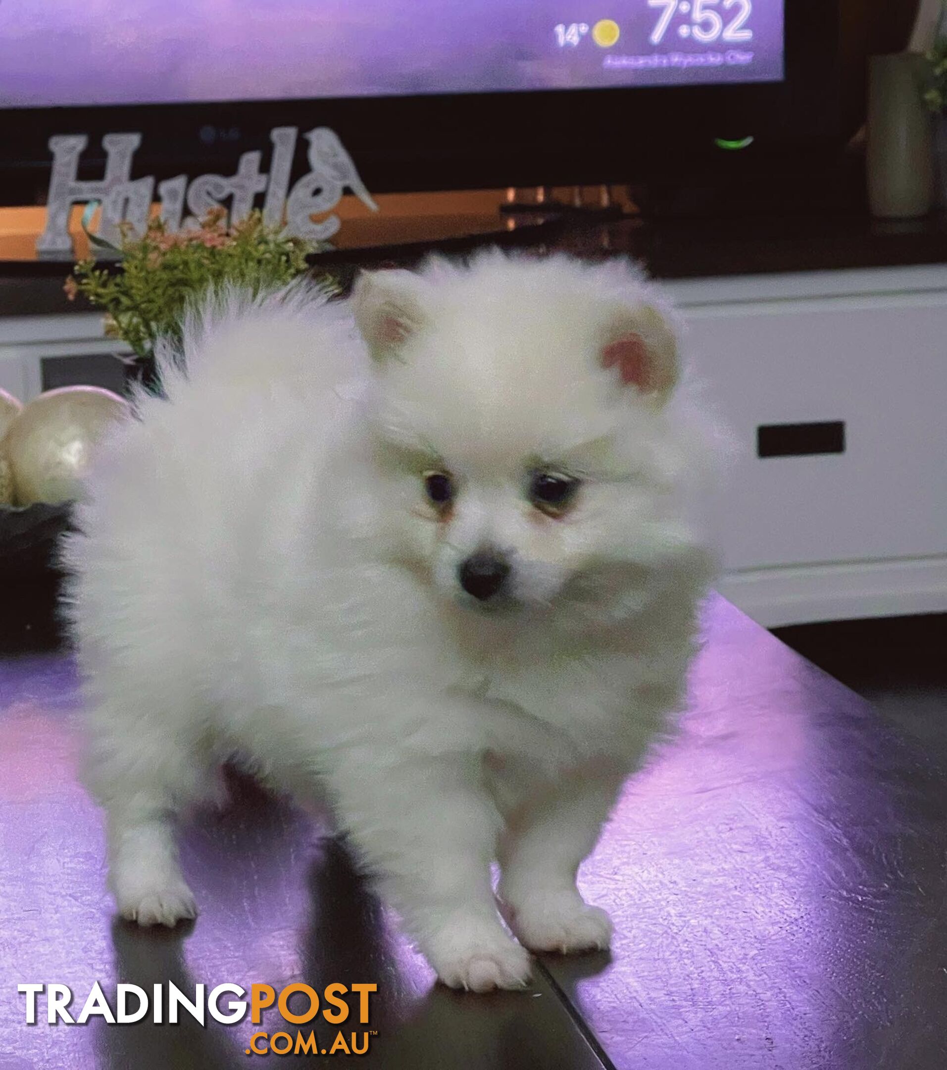 Teddy bear face miniature Pomsky puppies 3/4 pomeranian