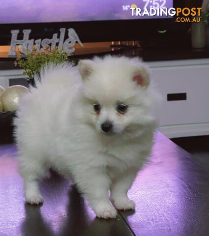 Teddy bear face miniature Pomsky puppies 3/4 pomeranian