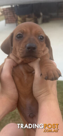 Purebred Dachshund Miniature pups