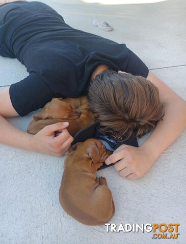 Purebred Dachshund Miniature pups