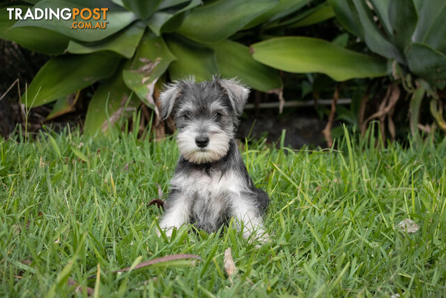 Purebred Miniature Schnauzer Puppies