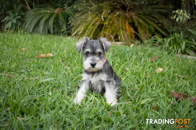 Purebred Miniature Schnauzer Puppies