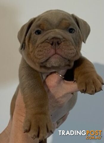 British bulldog pups