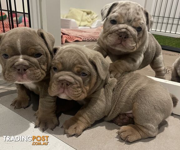 British bulldog pups