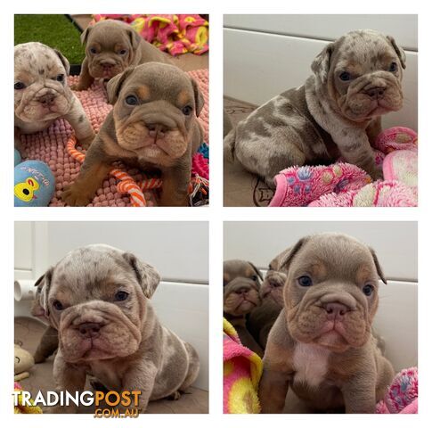 British bulldog pups