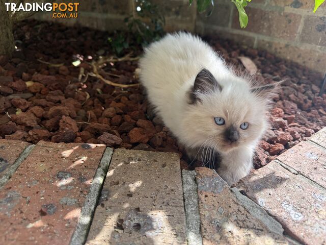 Purebred Ragdolls