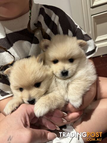 2 Beautiful 7 week old Pomeranians