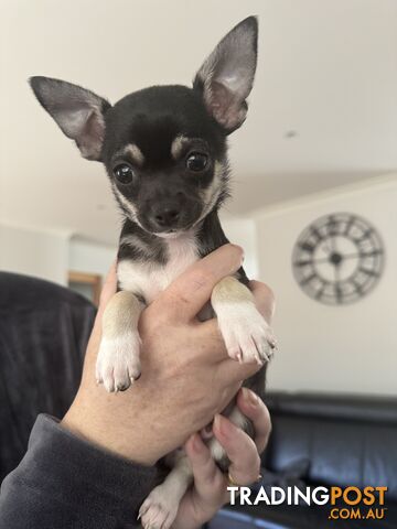 Smooth Coat Male Chihuahua Puppy