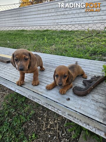 Mini dachshunds