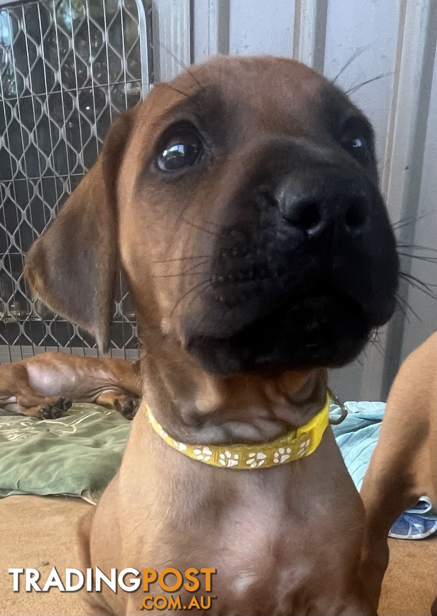 Rhodesian ridgeback puppies