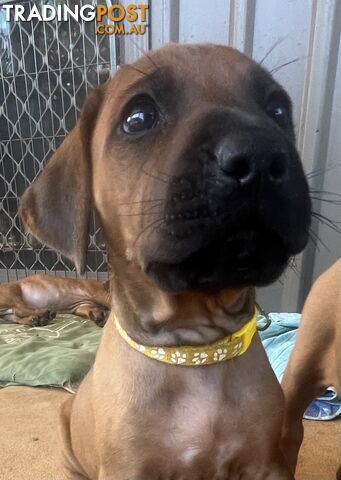 Rhodesian ridgeback puppies