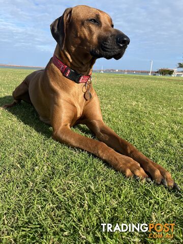 Rhodesian ridgeback puppies