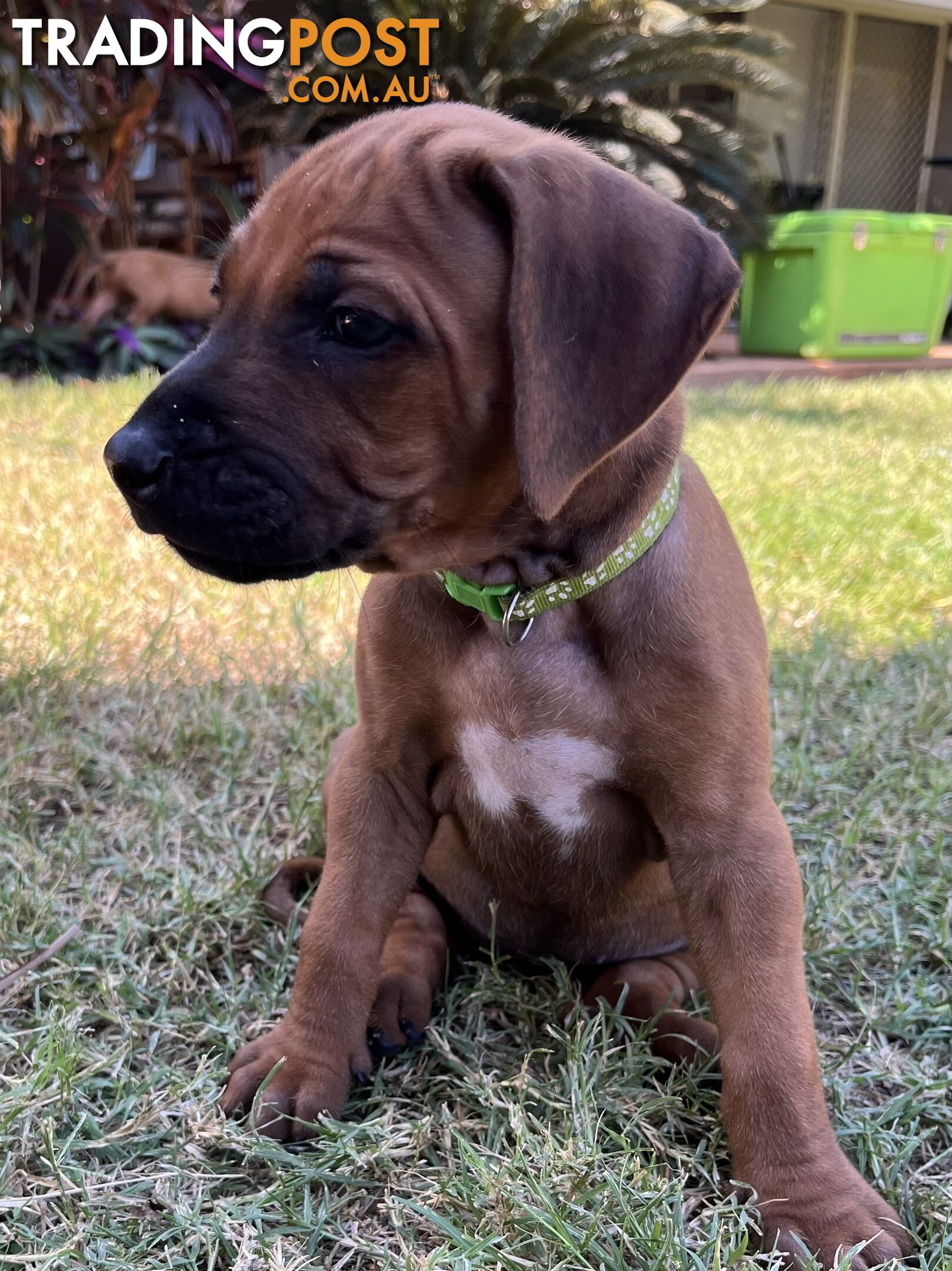 Rhodesian ridgeback puppies