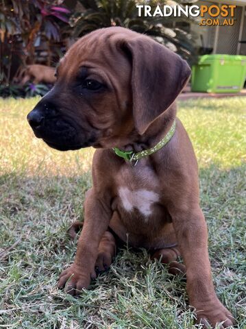 Rhodesian ridgeback puppies