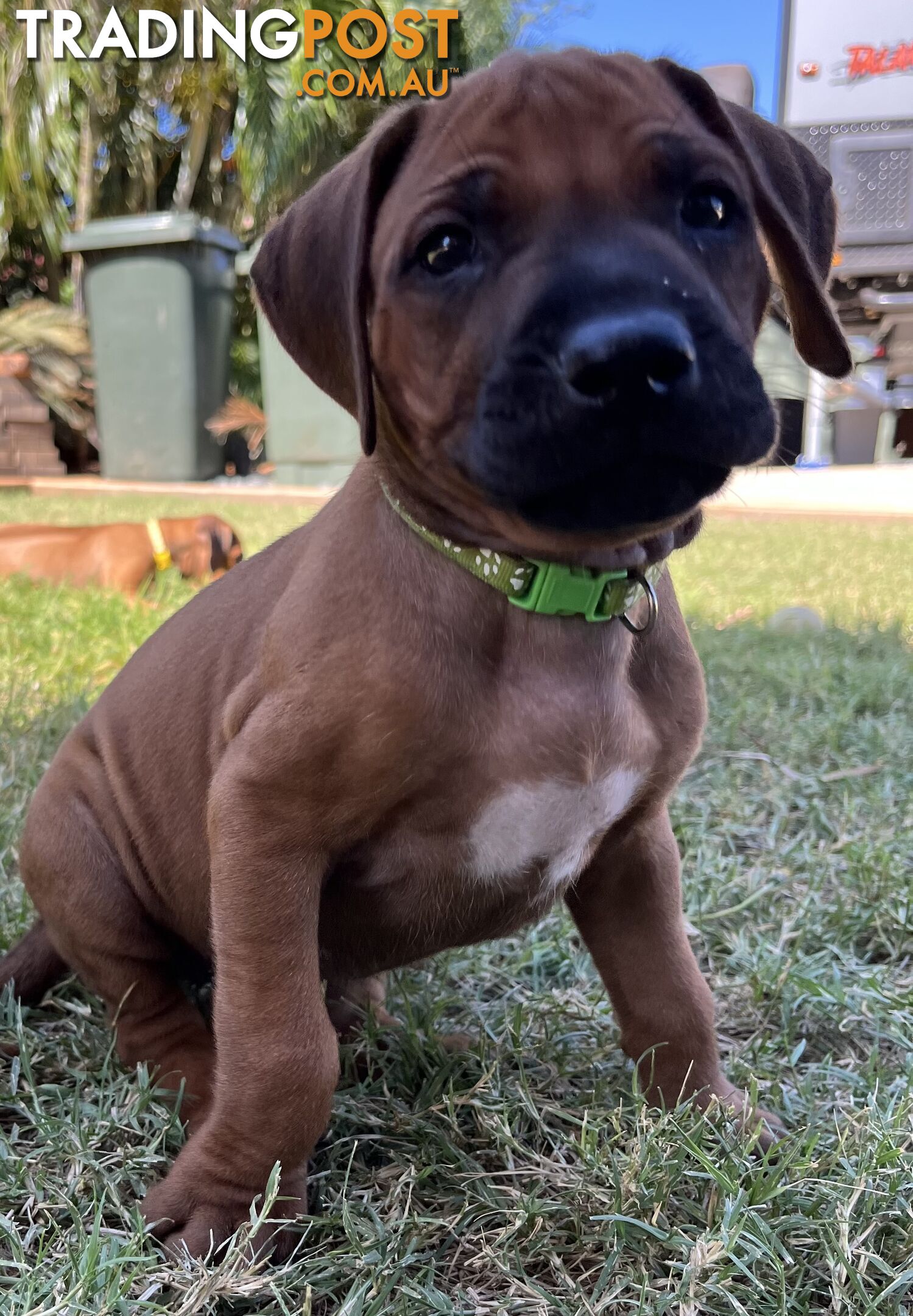 Rhodesian ridgeback puppies