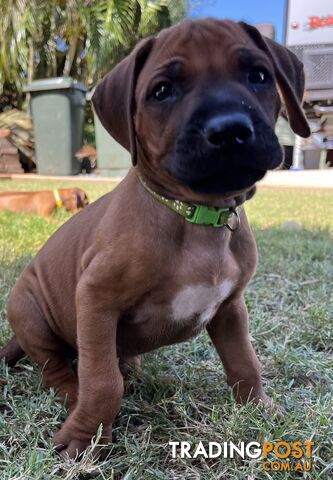 Rhodesian ridgeback puppies