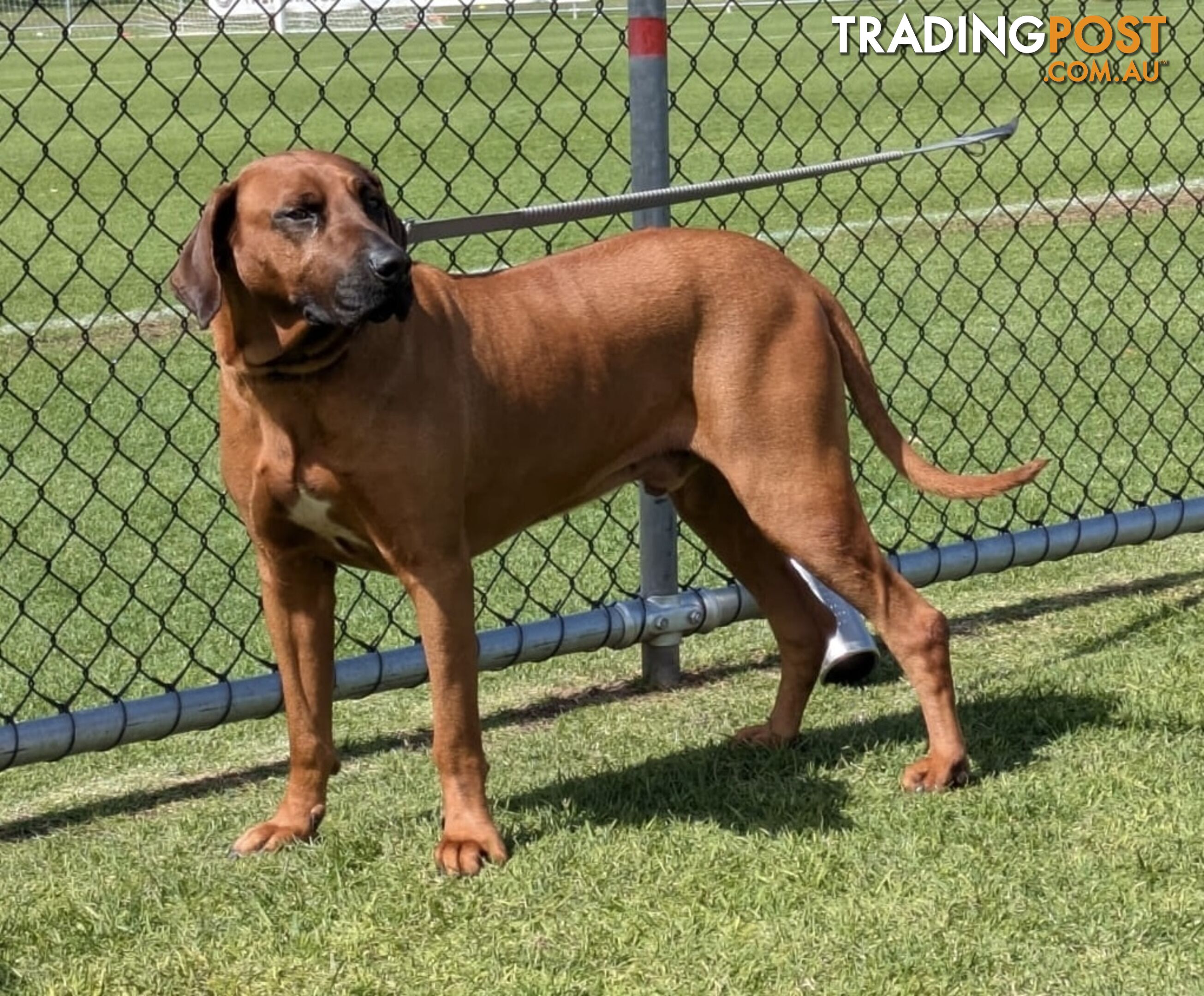 Rhodesian ridgeback puppies