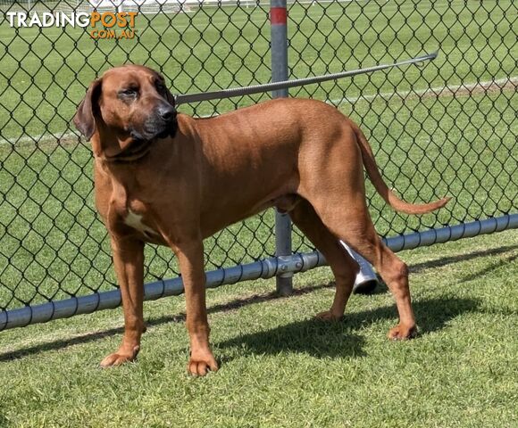 Rhodesian ridgeback puppies