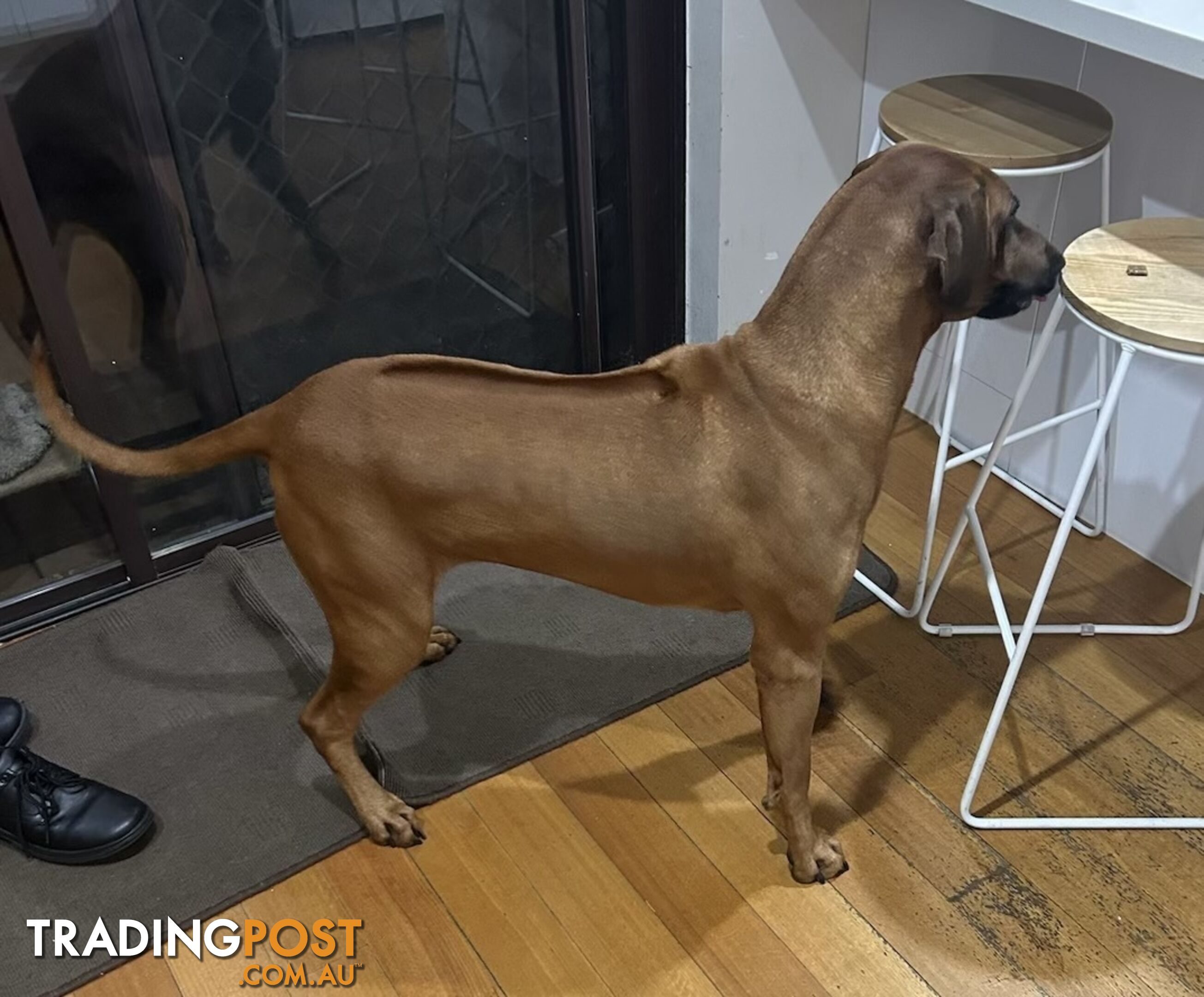 Rhodesian ridgeback puppies