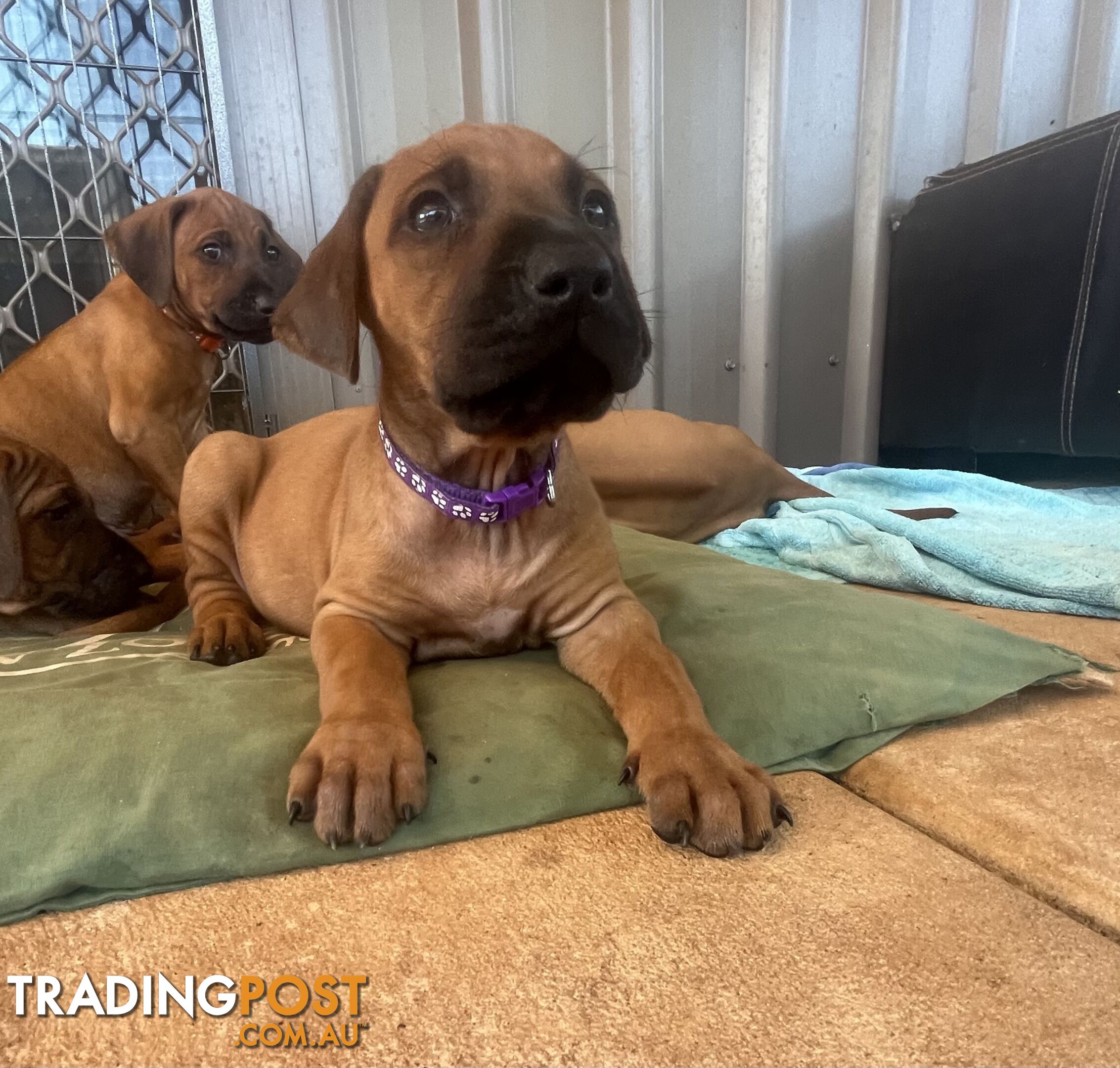 Rhodesian ridgeback puppies