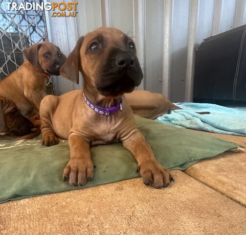 Rhodesian ridgeback puppies