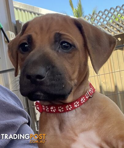 Rhodesian ridgeback puppies