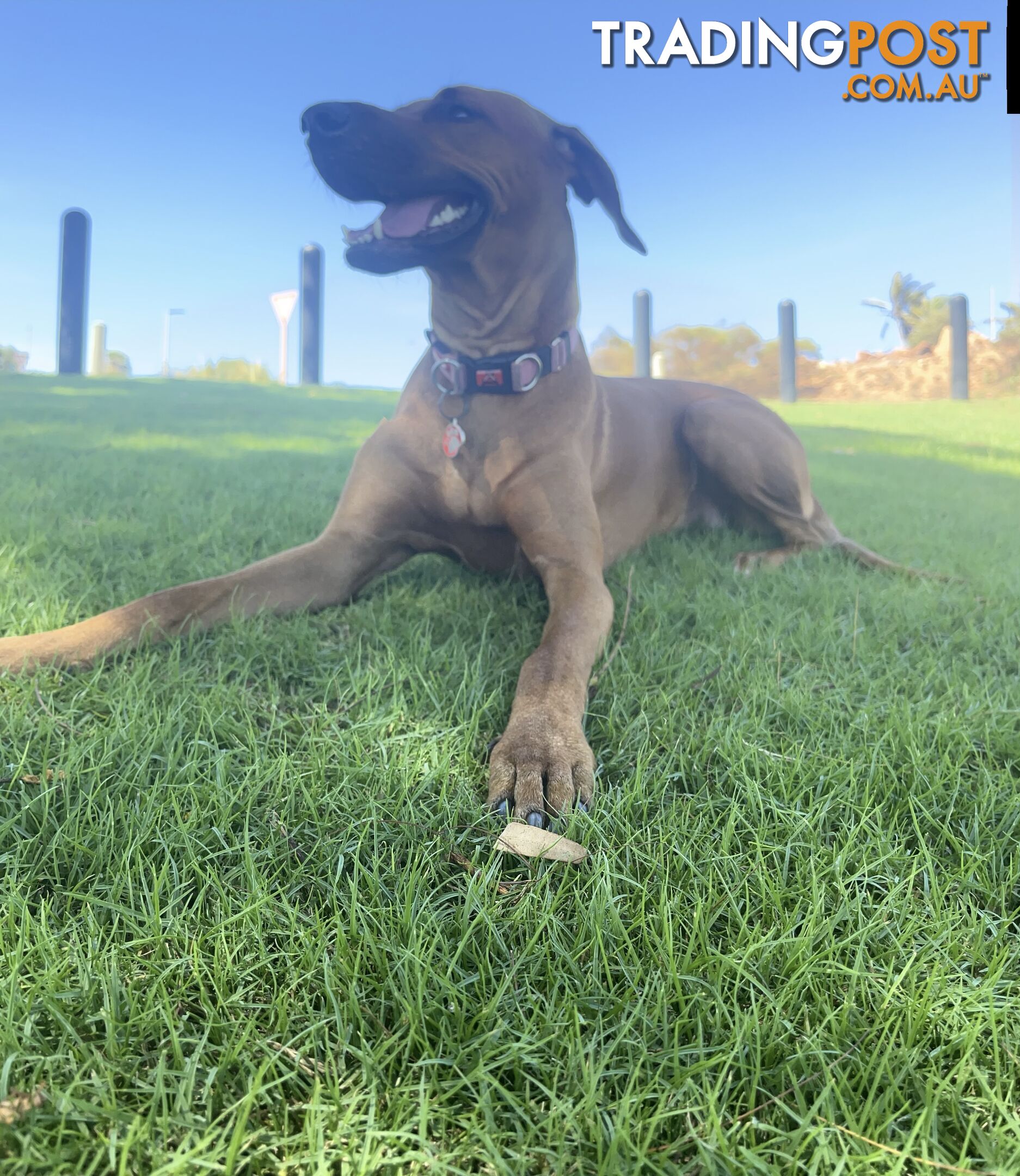 Rhodesian ridgeback puppies