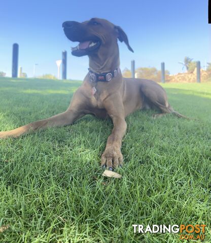 Rhodesian ridgeback puppies