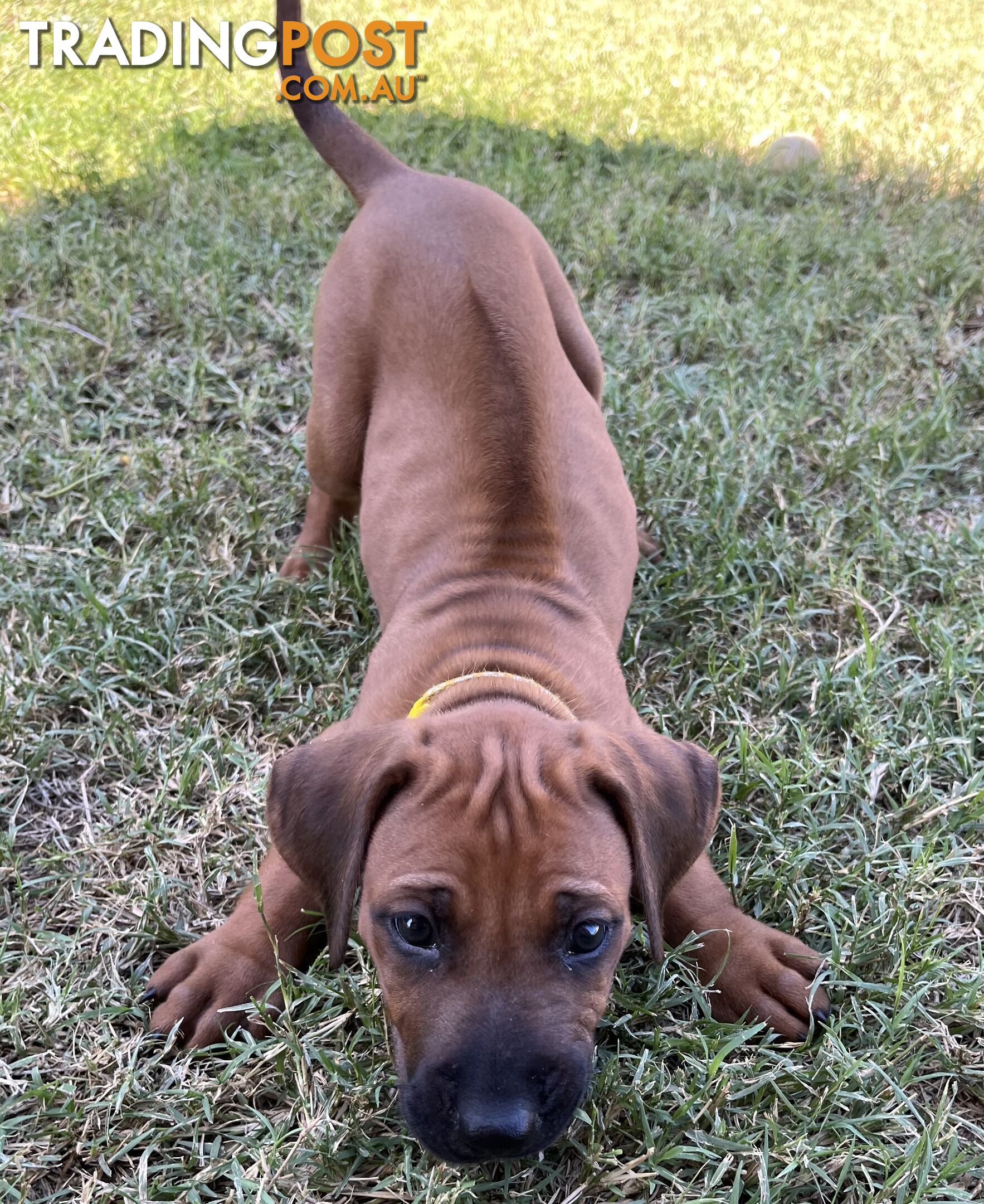 Rhodesian ridgeback puppies