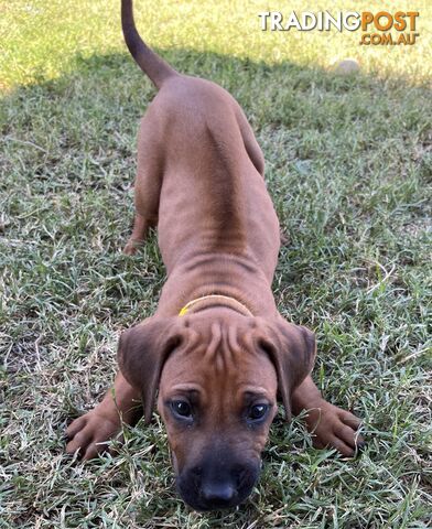 Rhodesian ridgeback puppies