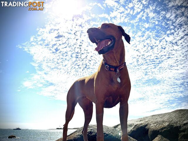 Rhodesian ridgeback puppies