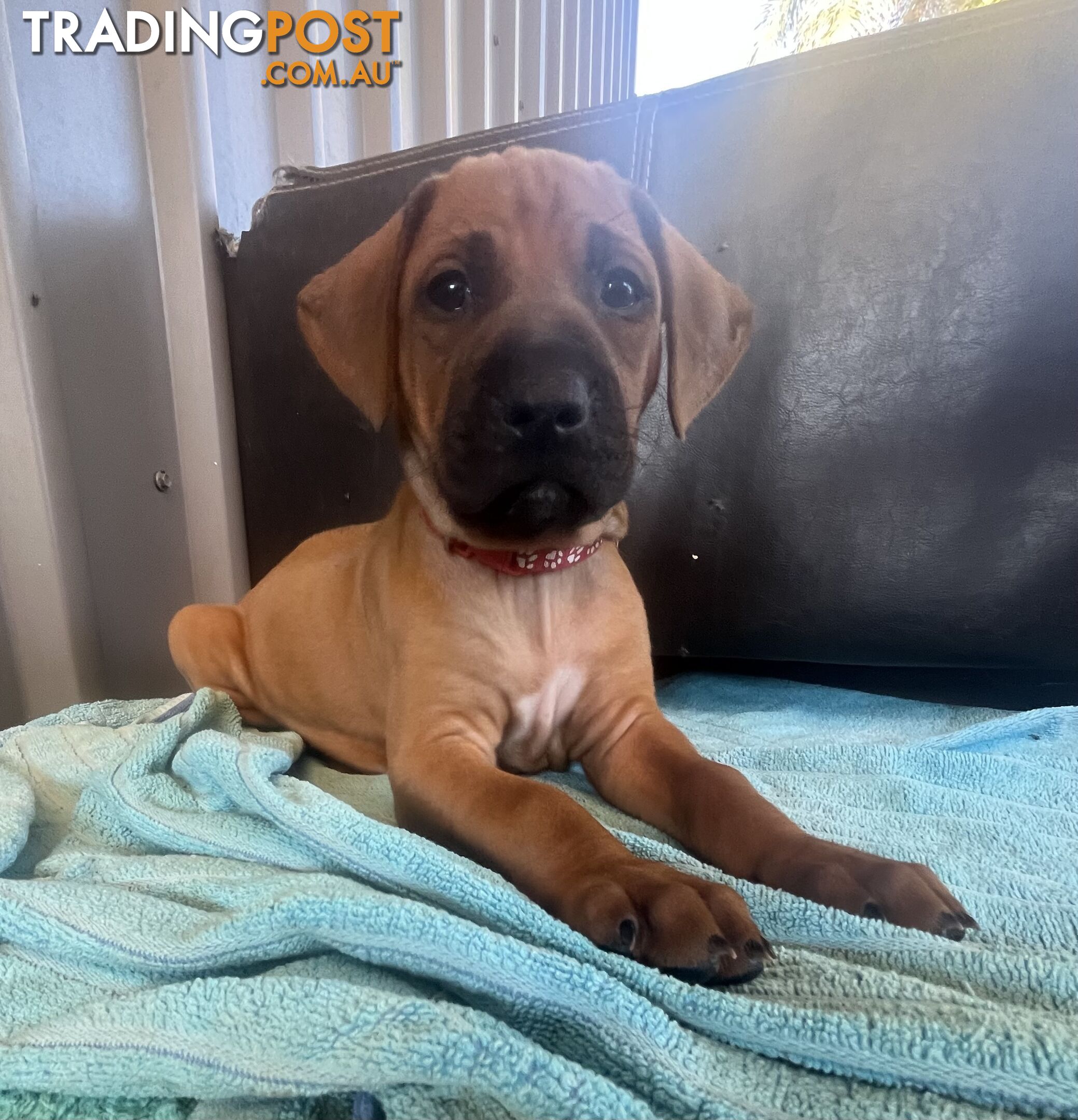 Rhodesian ridgeback puppies