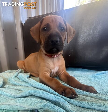 Rhodesian ridgeback puppies