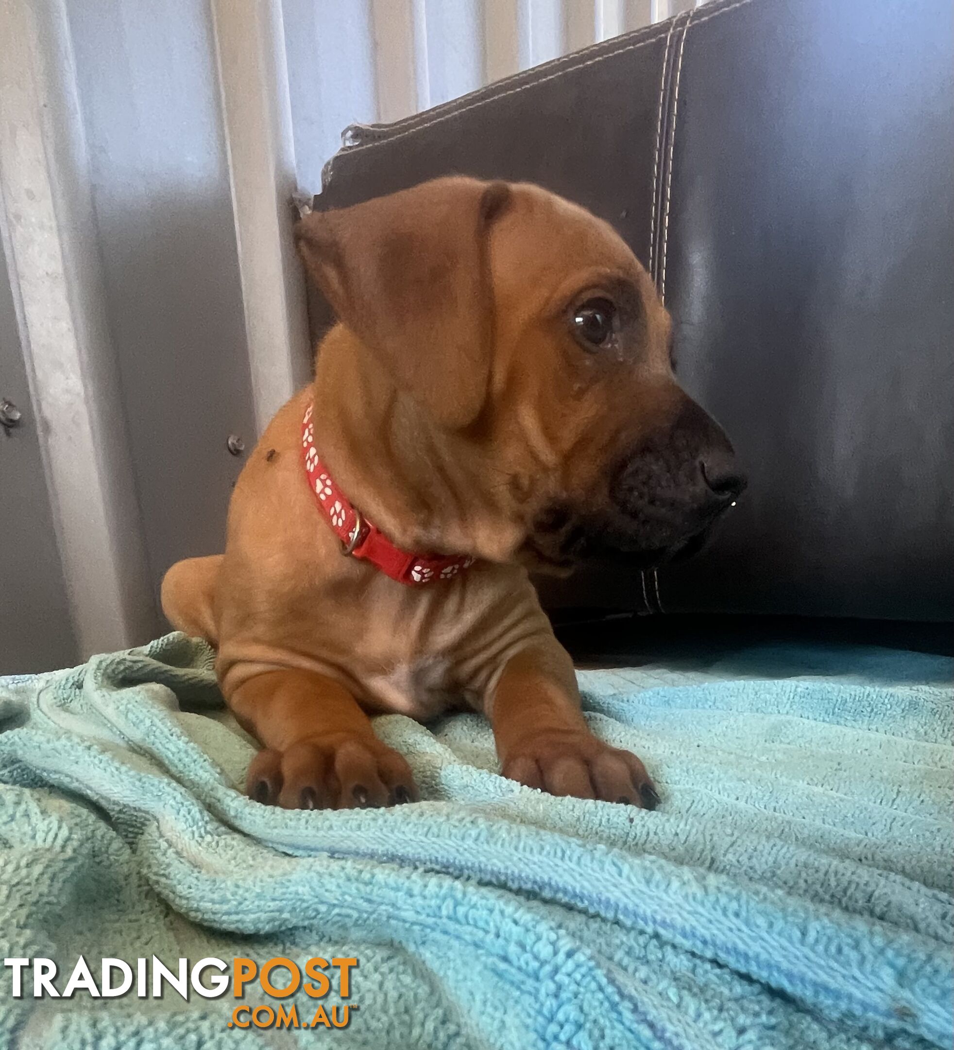 Rhodesian ridgeback puppies